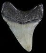 Juvenile Megalodon Tooth - South Carolina #49978-1